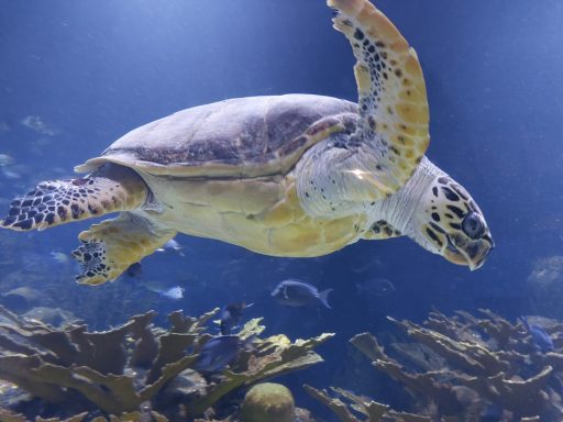 tortuga marina en Oceanografico